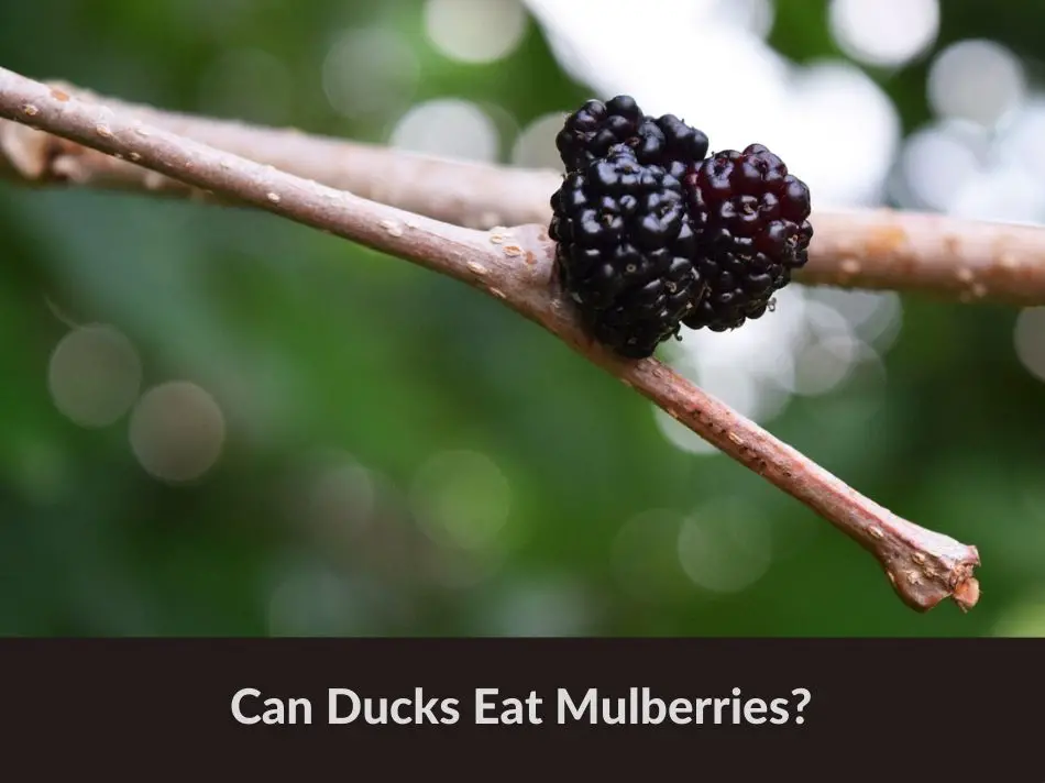 Can Ducks Eat Mulberries?