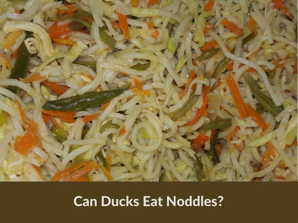 Can Ducks Eat Noodles?
