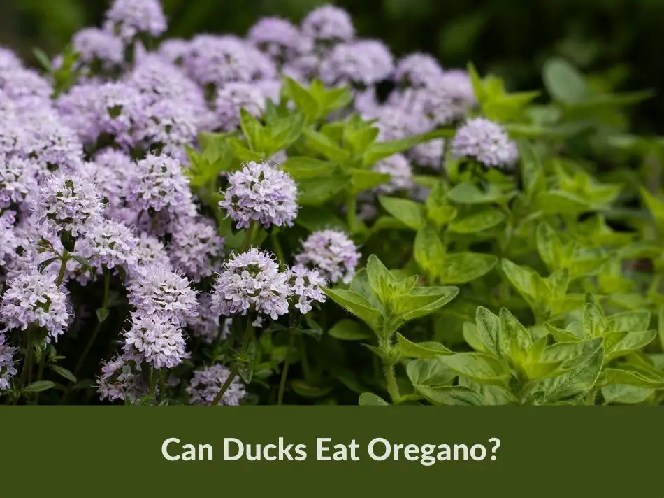 Can Ducks Eat Oregano?