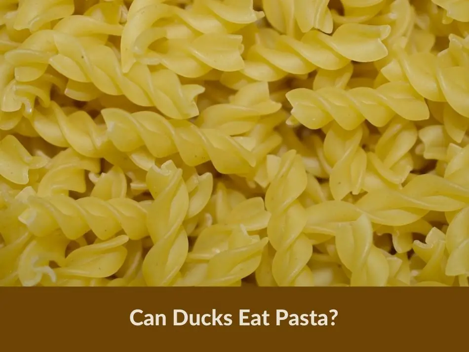 Can Ducks Eat Pasta?