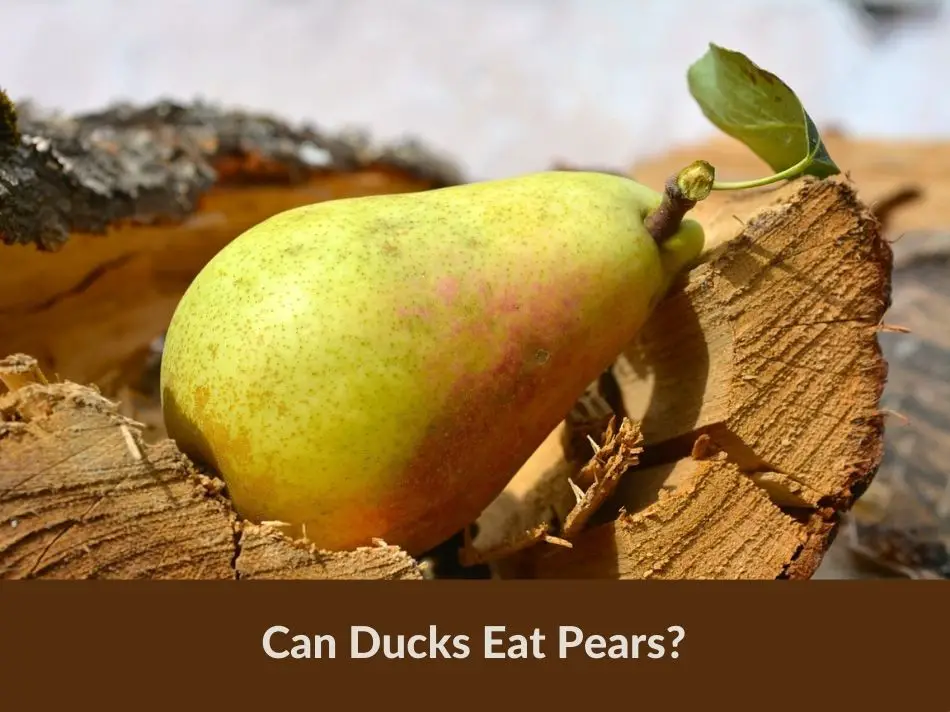 Can Ducks Eat Pears?
