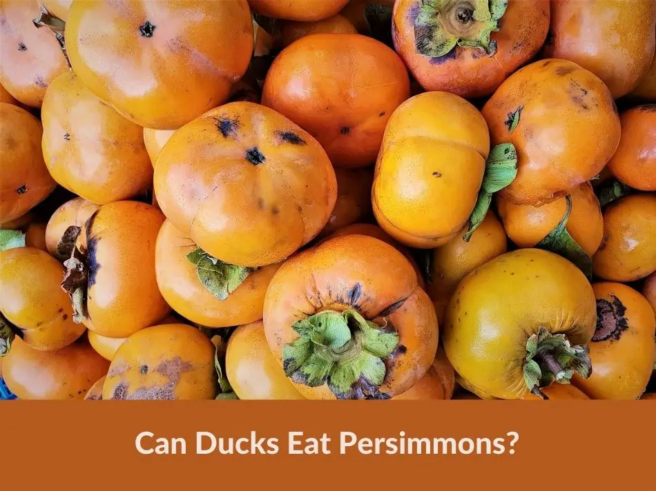 Can Ducks Eat Persimmons?