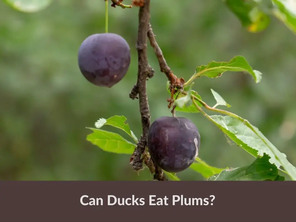 Can Ducks Eat Plums?