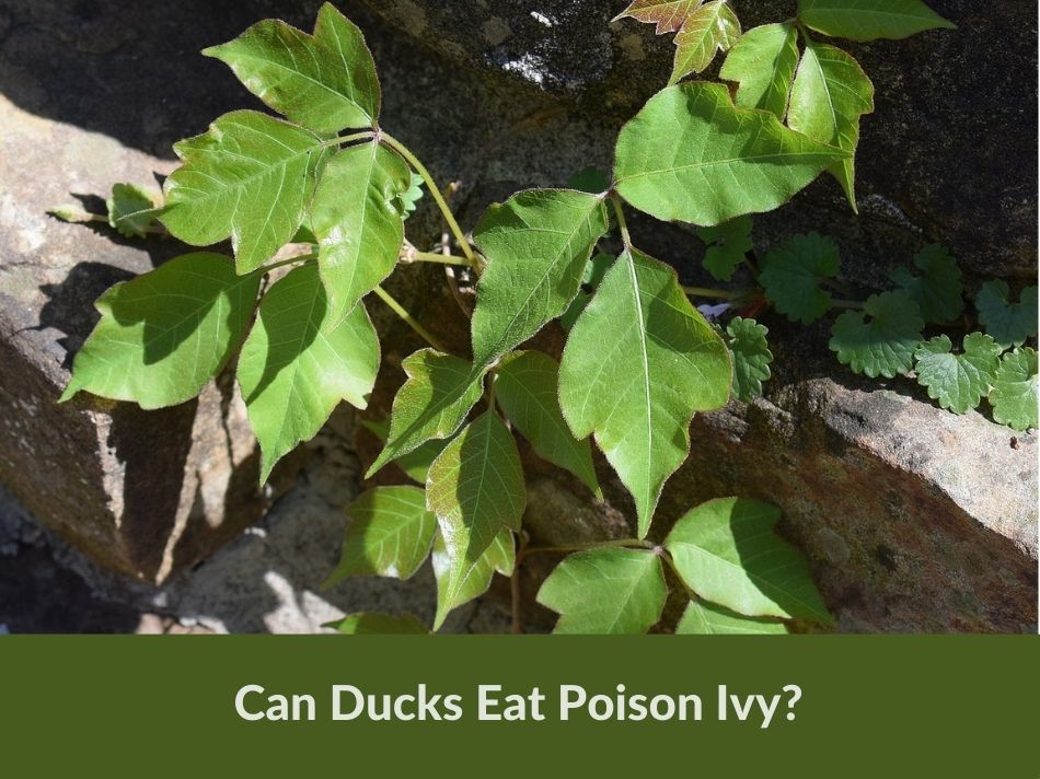 Can Ducks Eat Poison Ivy?