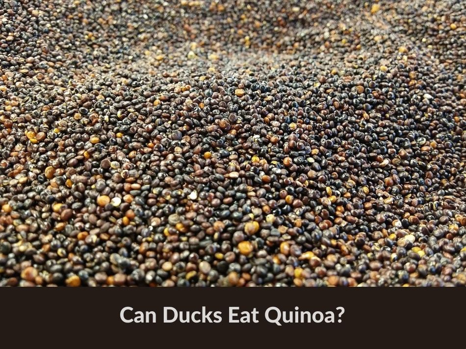 Can Ducks Eat Quinoa?