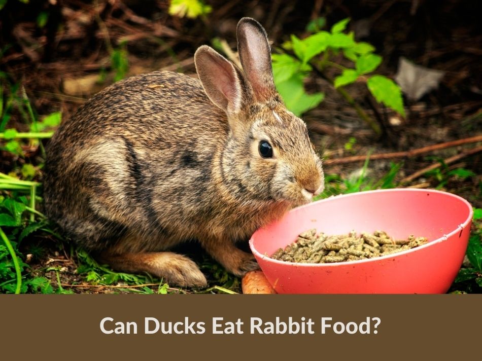 Can Ducks Eat Rabbit Food?