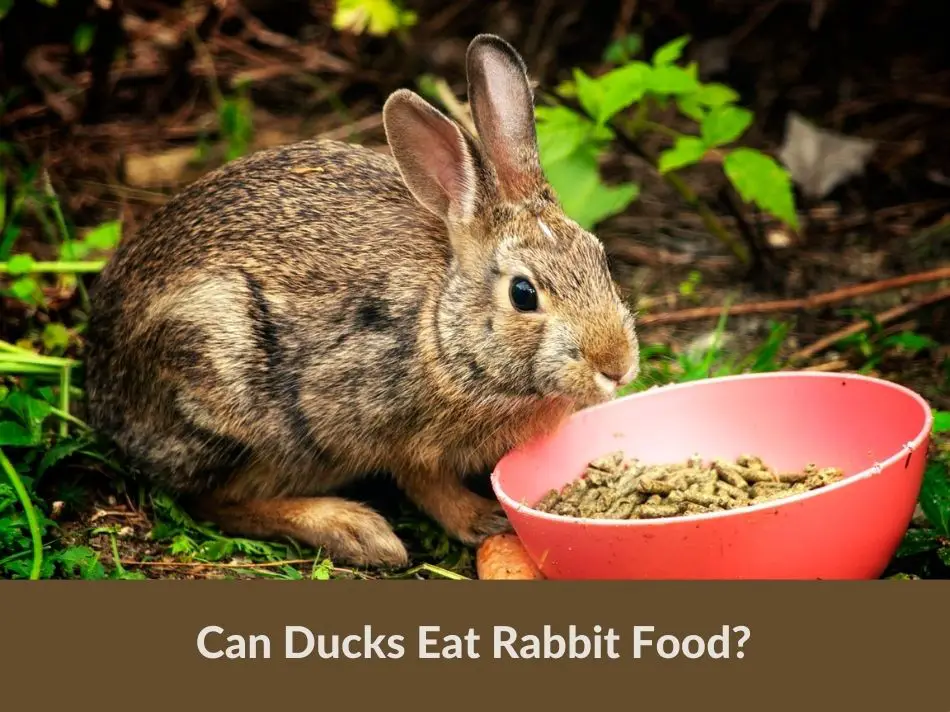 Can Ducks Eat Rabbit Food? (All You Need To Know) - Grow Green Gardens