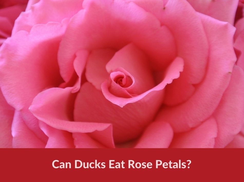 Can Ducks Eat Rose Petals?