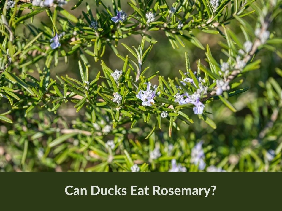 Can Ducks Eat Rosemary?