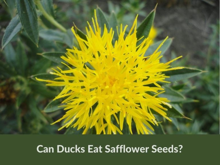 Can Ducks Eat Safflower Seeds? (All You Need To Know) Grow Green Gardens