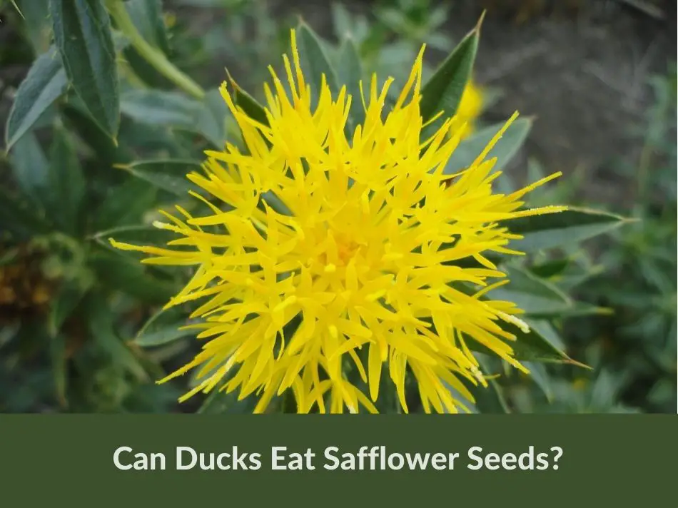 Can Ducks Eat Safflower Seeds?