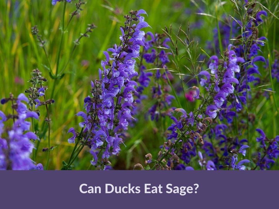 Can Ducks Eat Sage?