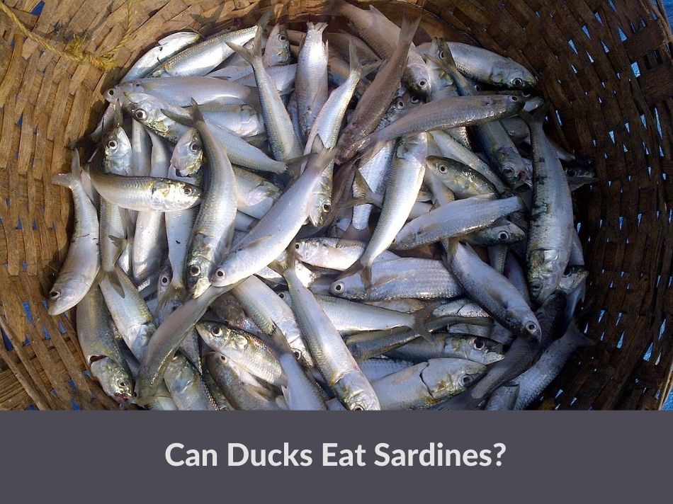 Can Ducks Eat Sardines?