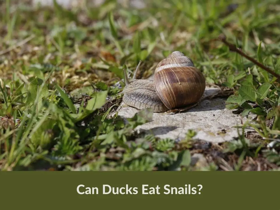 Can Ducks Eat Snails?