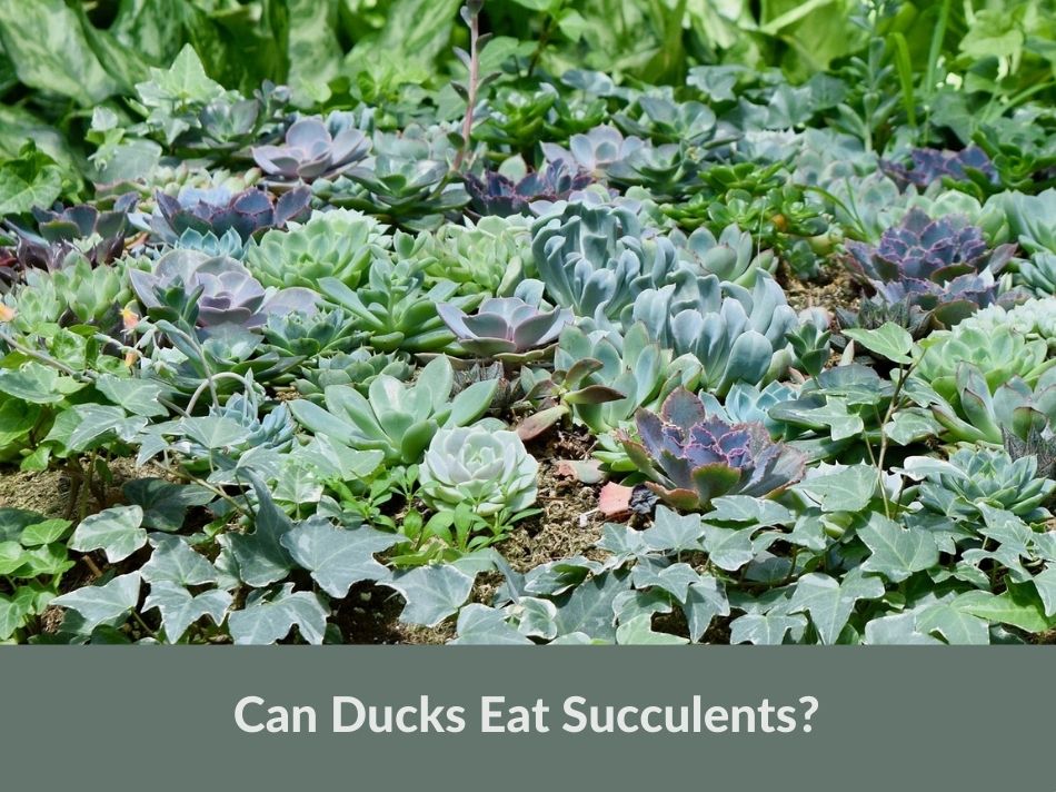 Can Ducks Eat Succulents?