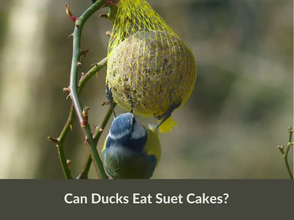 Can Ducks Eat Suet Cakes?