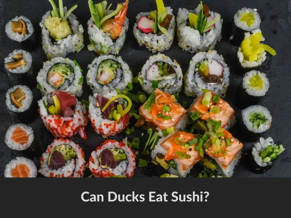 Can Ducks Eat Sushi?
