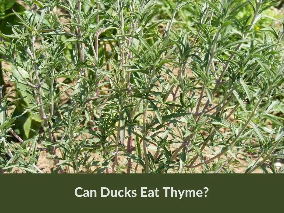 Can Ducks Eat Thyme?