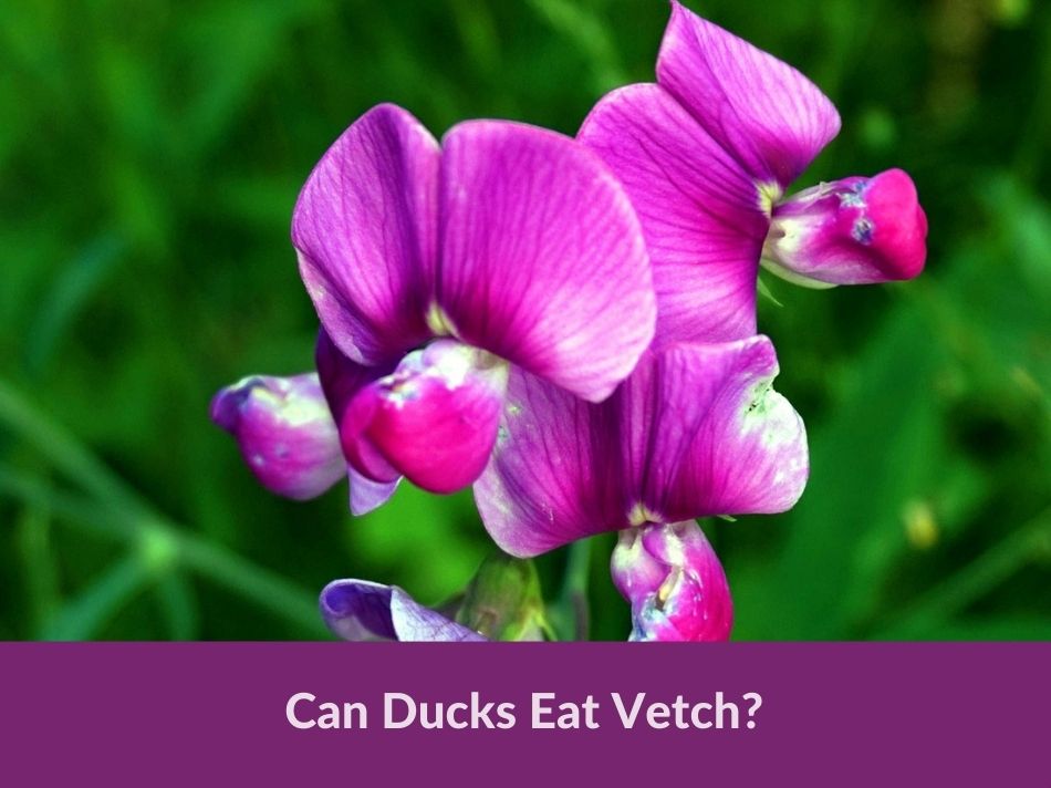 Can Ducks Eat Vetch?