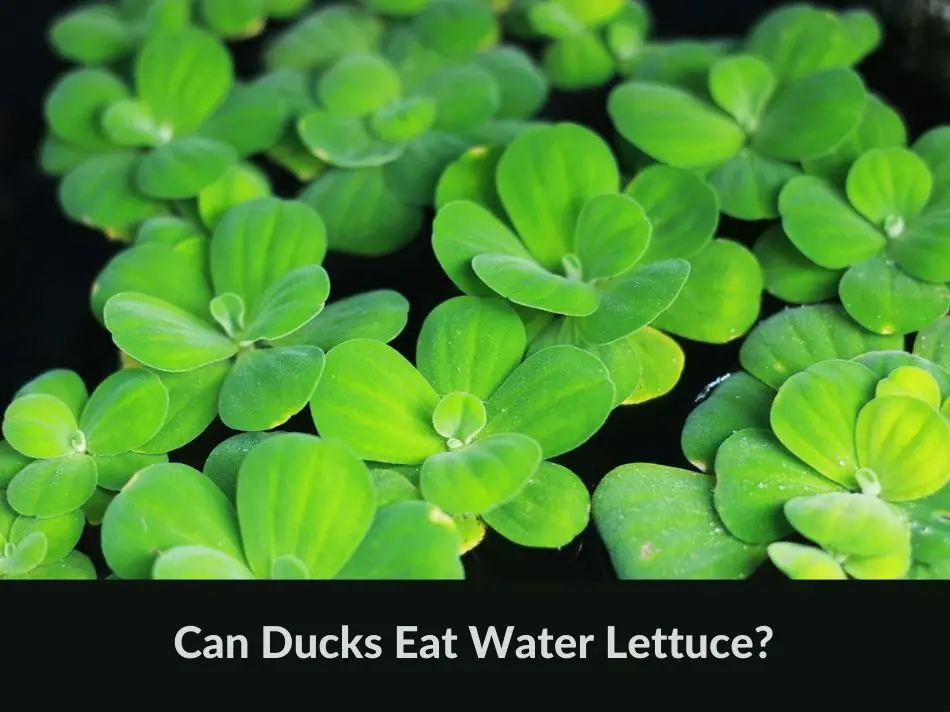 Can Ducks Eat Water Lettuce?