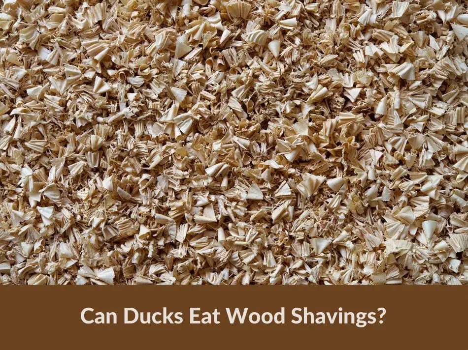 Can Ducks Eat Wood Shavings?