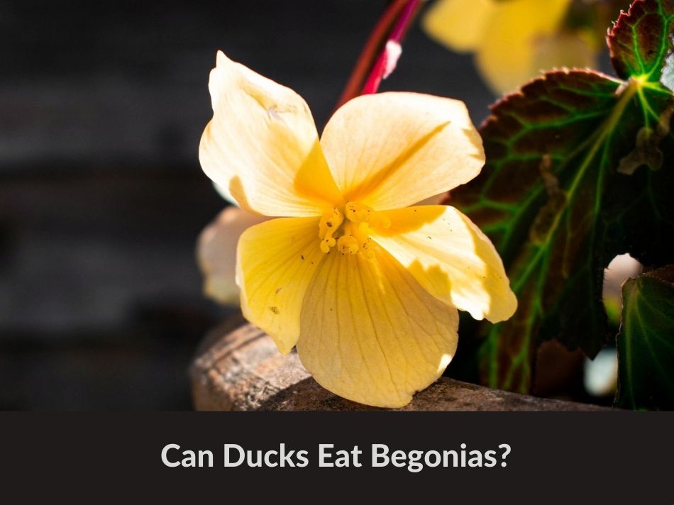 Can Ducks Eat Begonias?