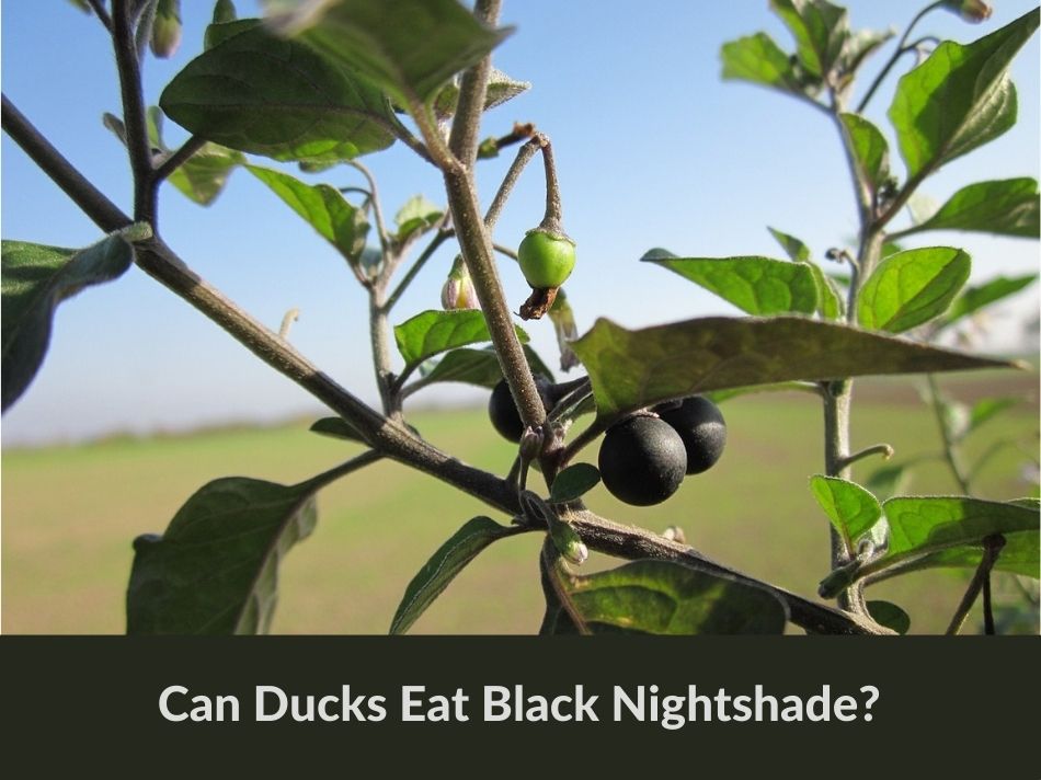 Can Ducks Eat Black Nightshade?