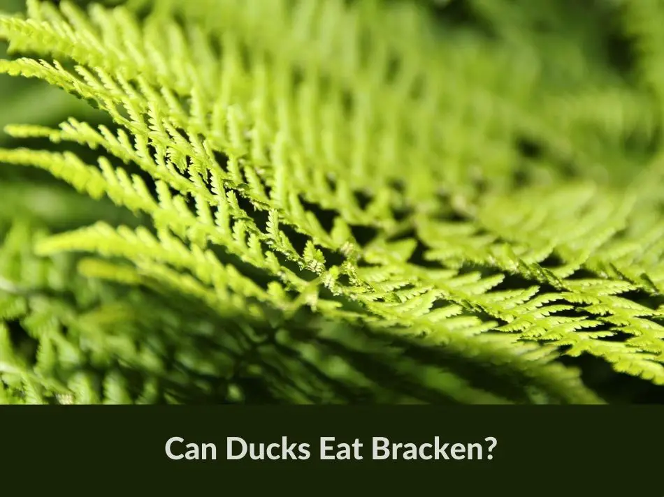 Can Ducks Eat Bracken?
