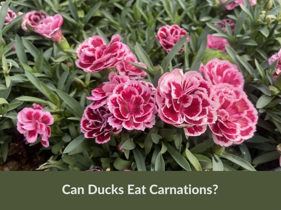 Can Ducks Eat Carnations?
