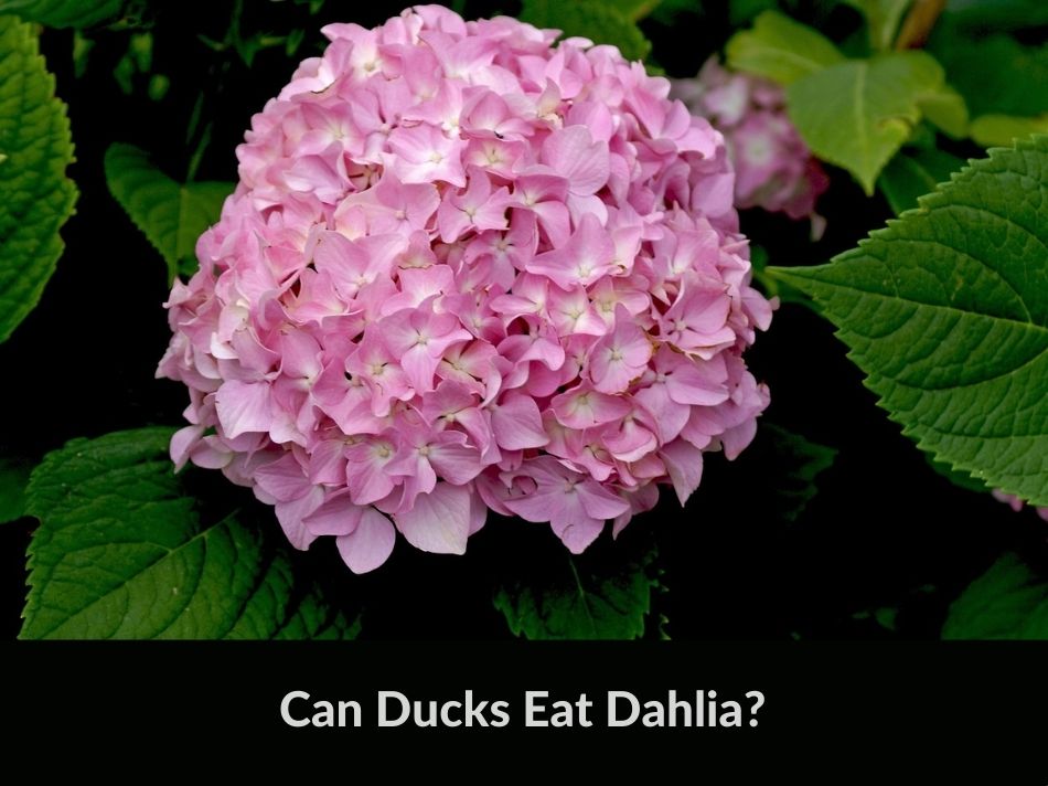 Can Ducks Eat Dahlia?