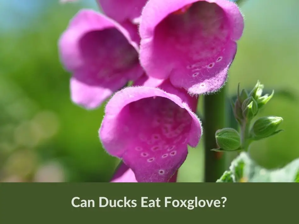 Can Ducks Eat Foxglove?