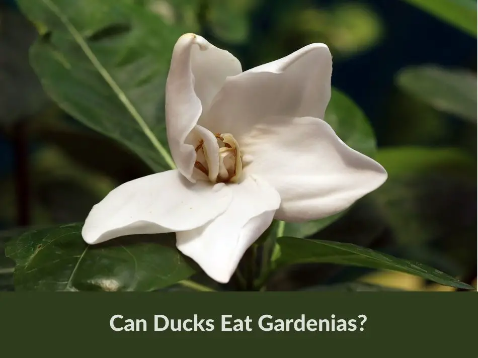 Can Ducks Eat Gardenias?