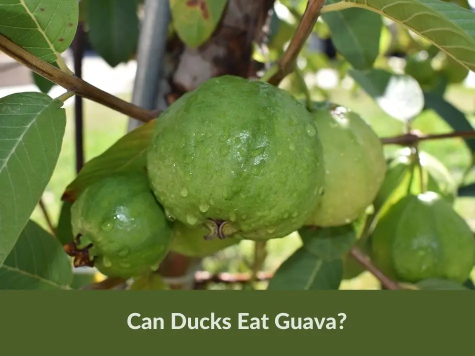 Can Ducks Eat Guava?