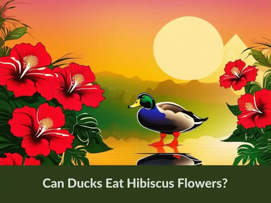Can Ducks Eat Hibiscus Flowers?