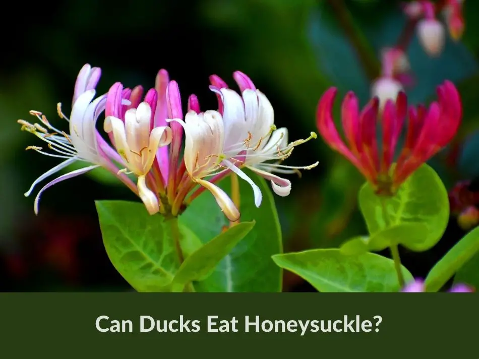 Can Ducks Eat Honeysuckle?