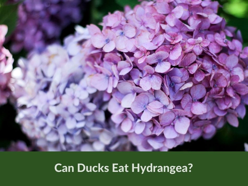 Can Ducks Eat Hydrangea?