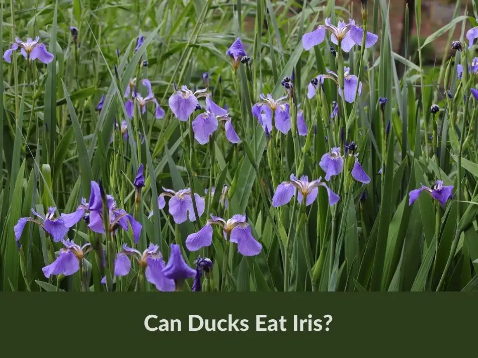 Can Ducks Eat Iris?