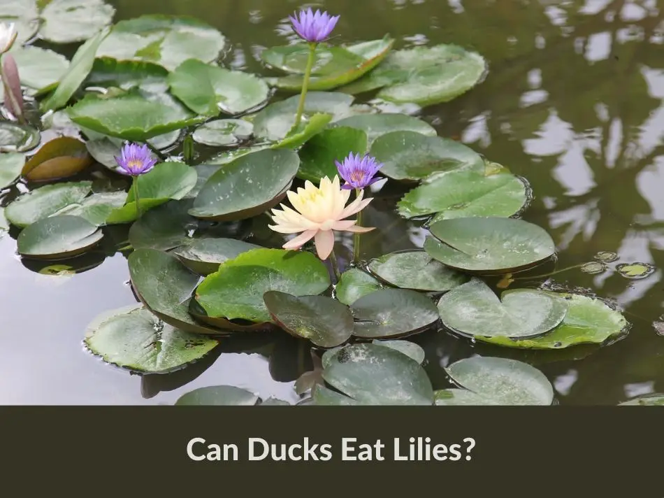 Can Ducks Eat Lilies?