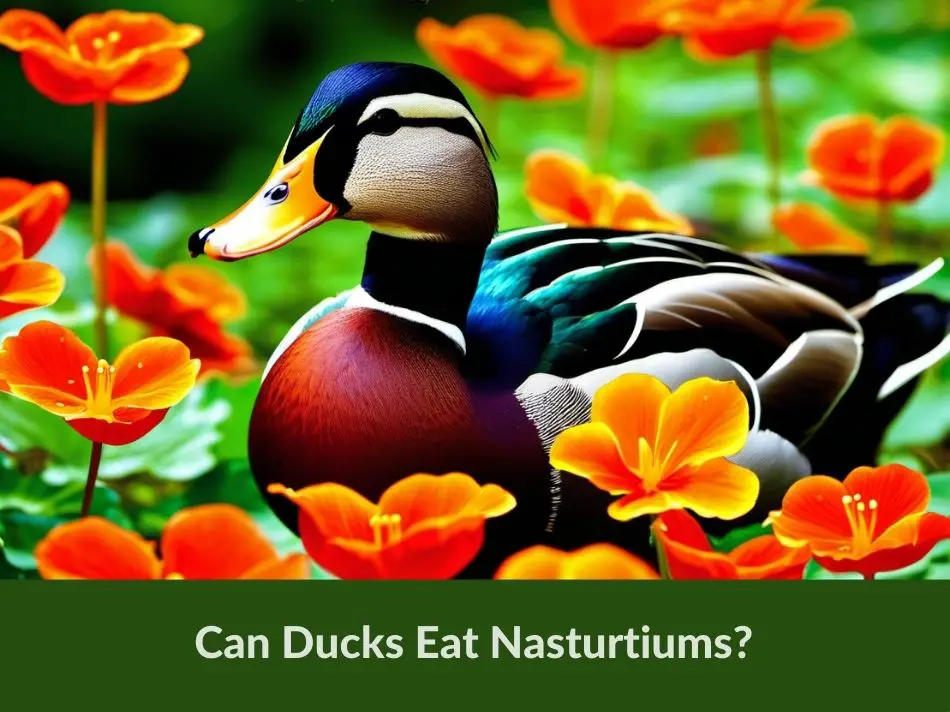 Can Ducks Eat Nasturtiums?
