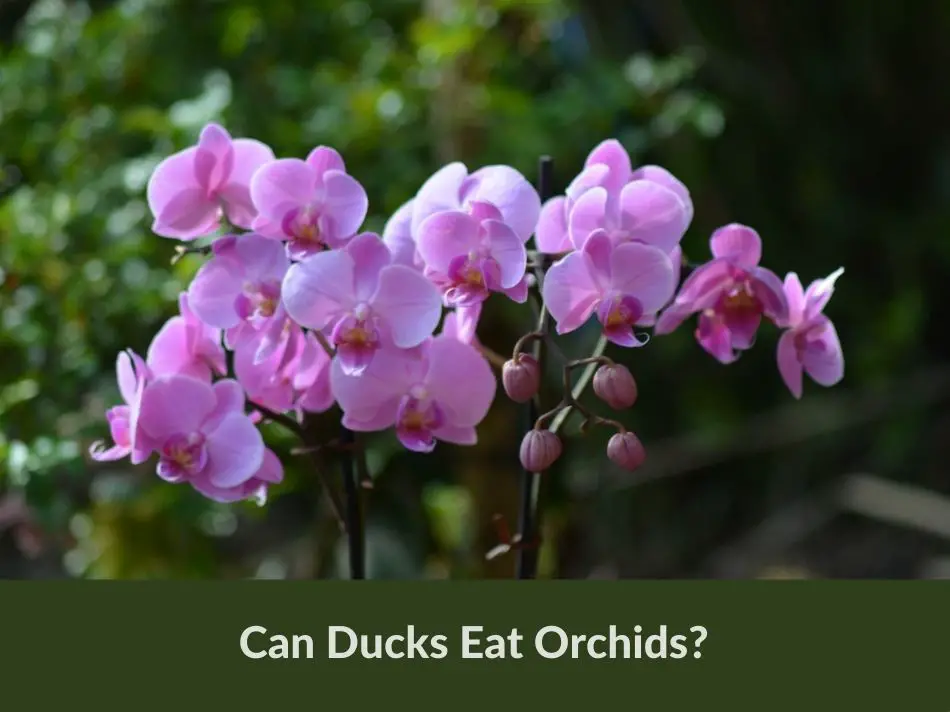 Can Ducks Eat Orchid?