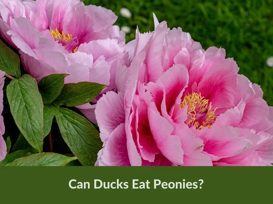 Can Ducks Eat Peonies?