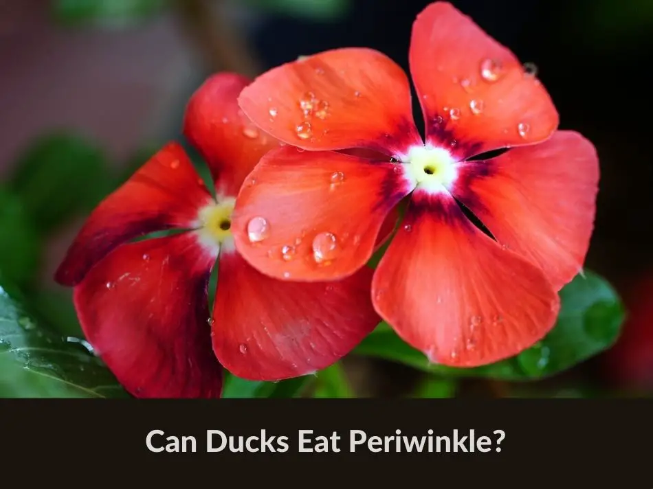 Can Ducks Eat Periwinkle?