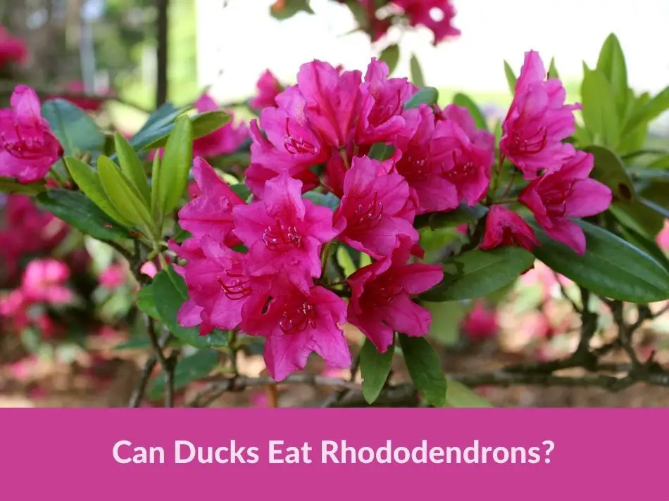 Can Ducks Eat Rhododendrons?