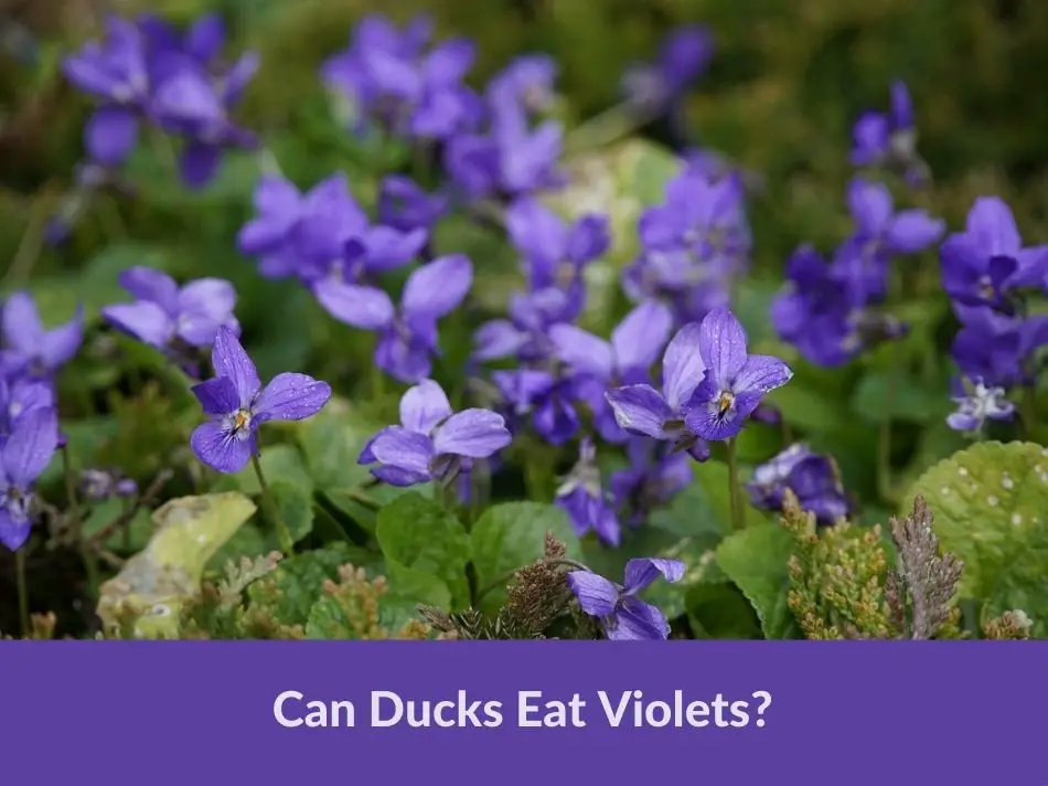 Can Ducks Eat Violets?
