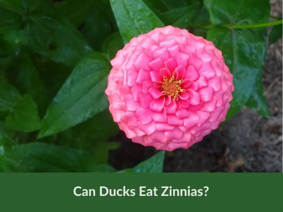 Can Ducks Eat Zinnias?