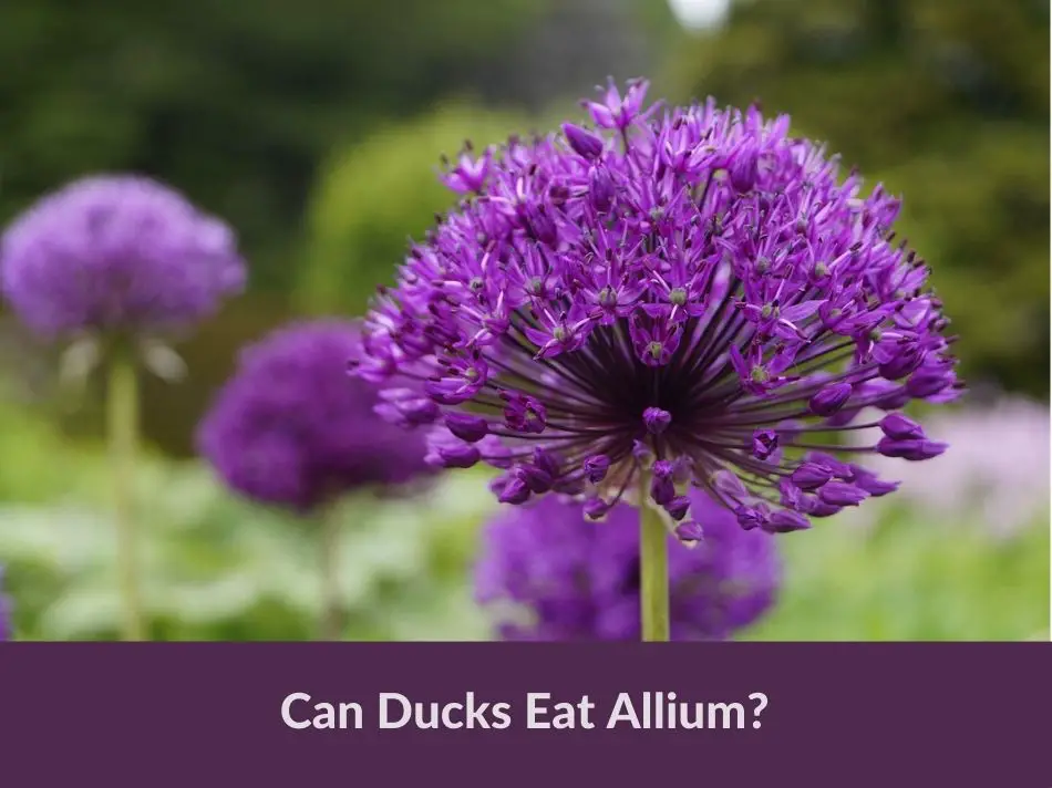 Can Ducks Eat Allium?