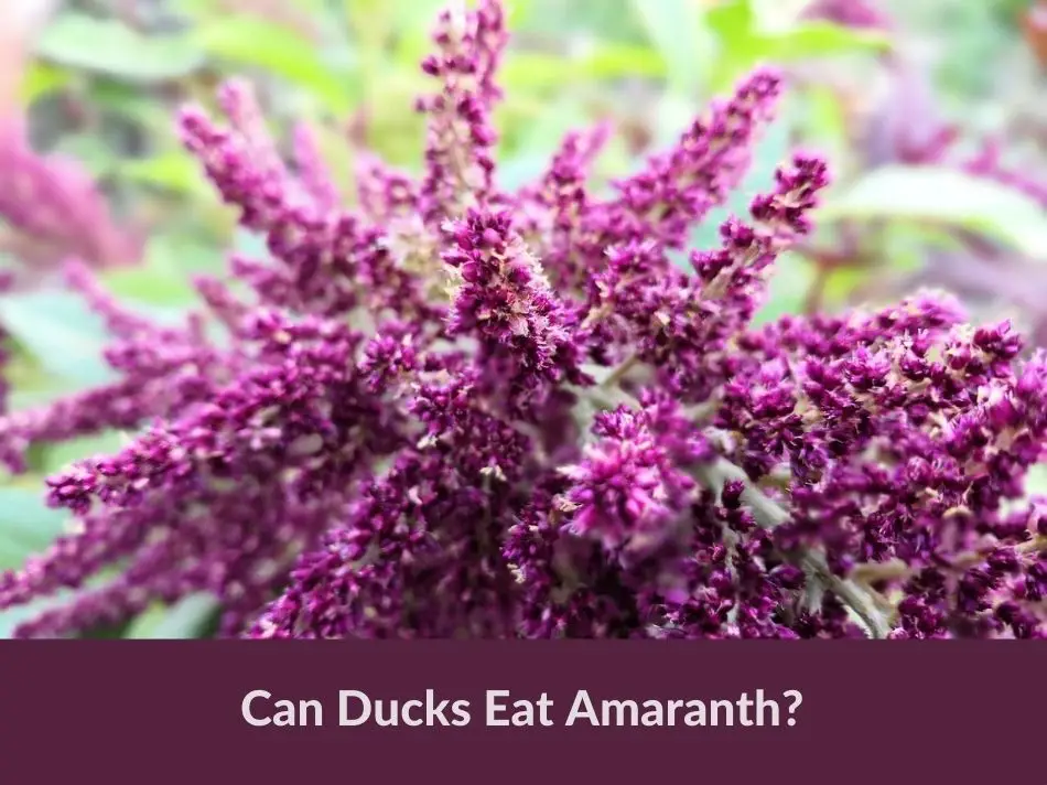 Can Ducks Eat Amaranth?