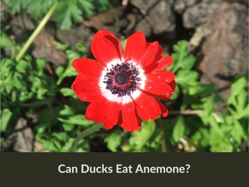 Can Ducks Eat Anemone?