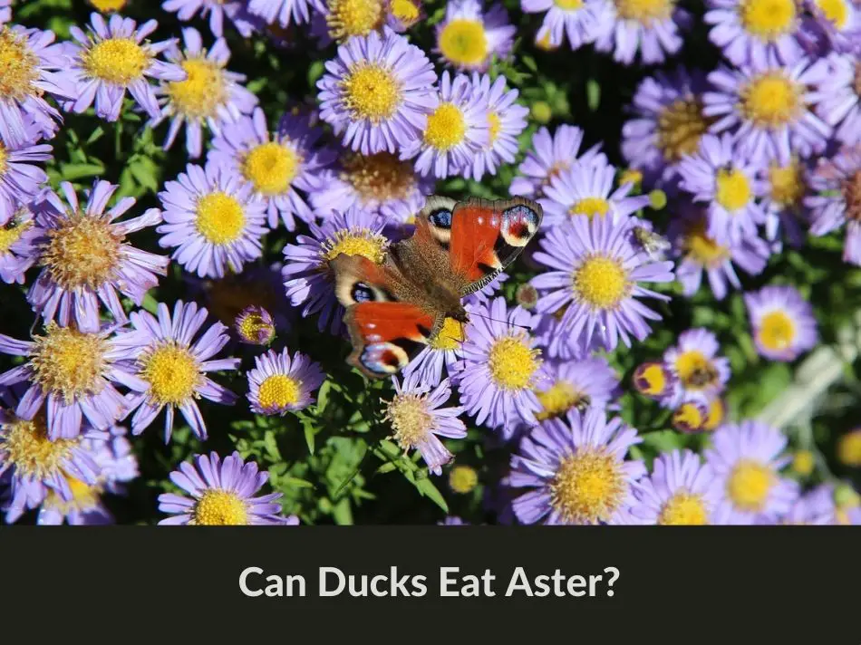 Can Ducks Eat Aster?