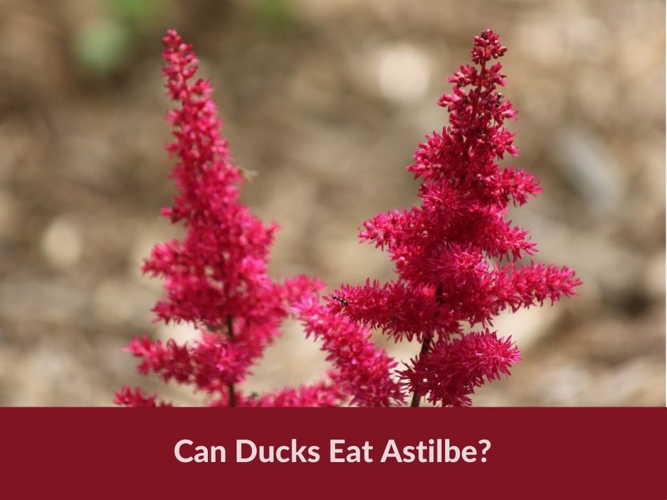 Can Ducks Eat Astilbe?